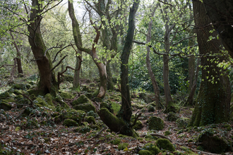 Broad-leaved mixed woodland