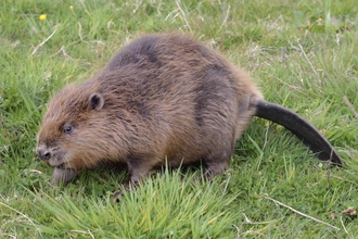 Beaver