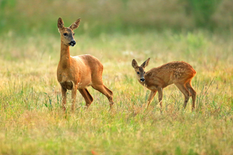 Roe deer