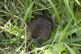 Water vole looking up