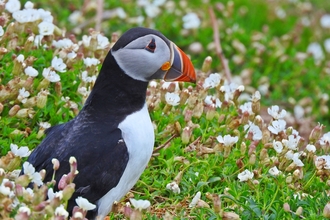 Puffin by Mike Bell