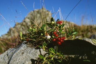 Cowberry on Stiperstones
