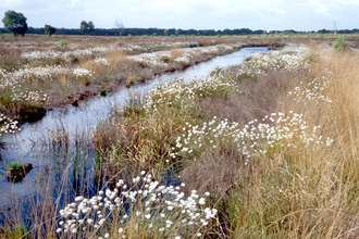 Whixall Moss