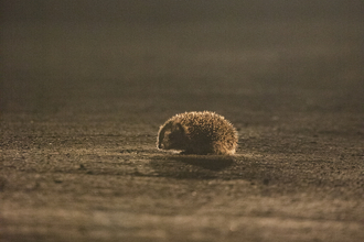 Hedgehog