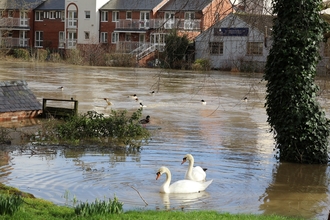 Shrewsbury floods with swans in foreground