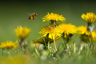 Bee flying to dandelion