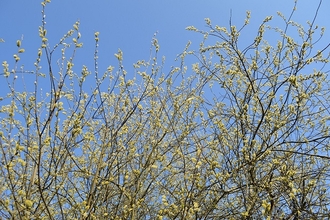 Goat willow