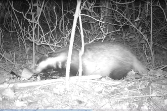 Badger on camera trap