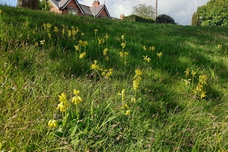 Police station cowslips