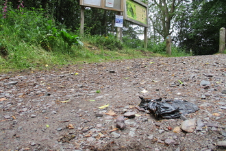 Earls Hill dog poo rubbish