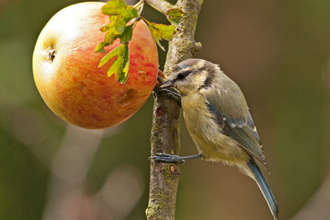 Blue tit and apple