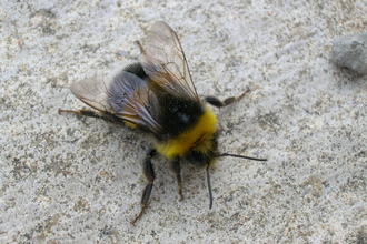 Bee on floor