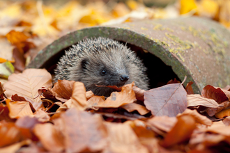 Hedgehog (c) Tom Marshall