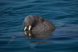 Wally the Walrus