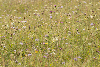 Wildflower meadow