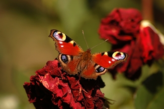 Peacock butterfly on wilted roses