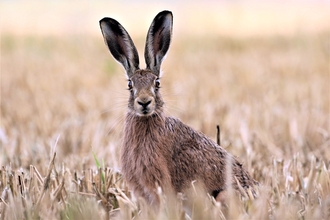 Photograph of an Hare sitting in field of stubble 
