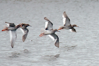 four redshank birds in flight above water surface