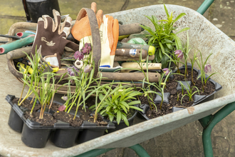 wheelbarrow full of plants and gardening tools