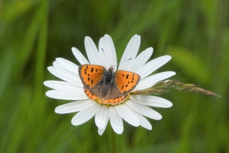 small copper butterfly on a daisy
