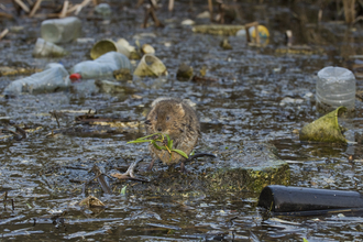 water vowel in polluted ditch