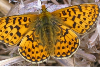 photo of Butterfly on dried grass