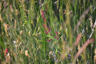 photo of meadow plants