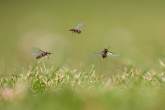 Three flying ants flying low above the grass