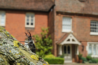 stag beetle on tree trunk with house in background
