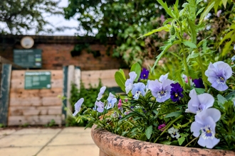 Flowers in a pot in front of a composting site