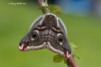 adult Emperor Moth at the Mosses