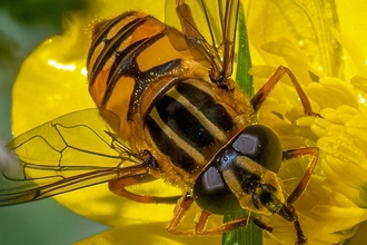 Hoverfly © Barry Probin