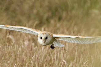 Barn owl in flight