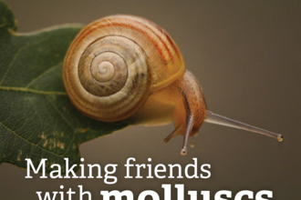 booklet cover about making friends with molluscs