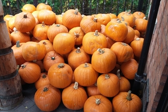 pile of pumpkins