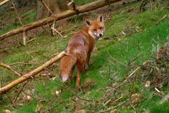 fox in woodland