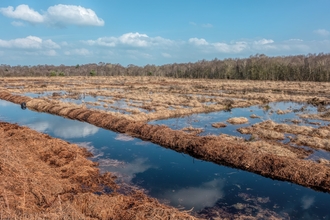 Fenn’s, Whixall & Bettisfield Mosses 