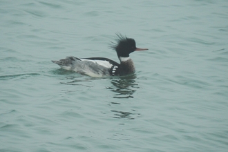 photo of Red-breasted Merganser in the Western isles