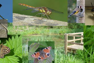 montage of wildlife photos