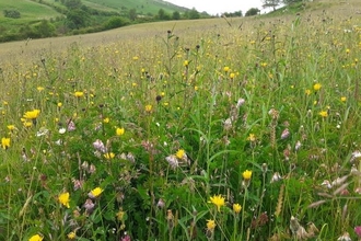 Meadow of wildflowers