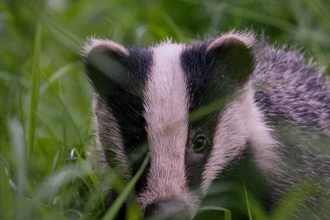 Badger cub facing camera