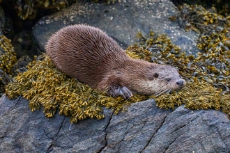 Otter on shore