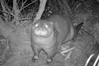 Otter facing camera trap at night