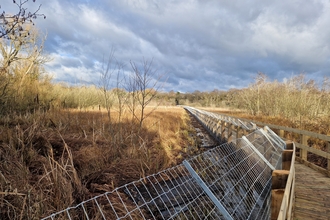 wooden boardwalk with metal wire fencing around wetland habitat