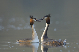 Great crested crebes