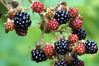 Blackberries