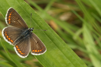 Brown Argus Moth