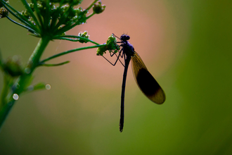 Demoiselle