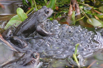 Common frog and spawn