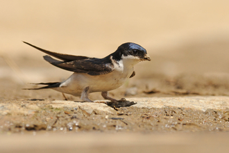 House martin